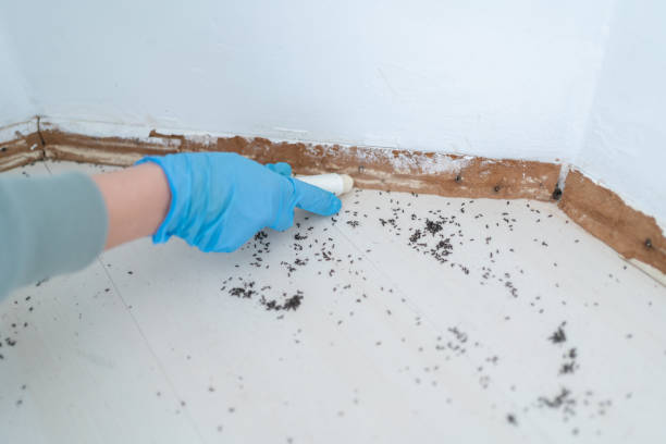 Best Termite Control Services  in Crosby, ND